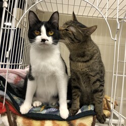 保護犬猫の譲渡会 in せとうちドッグパーク