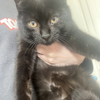 人馴れ抜群の黒色子猫ちゃん