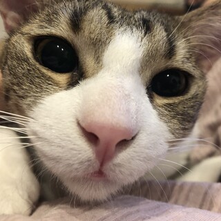 べったり甘えん坊なイケメン猫