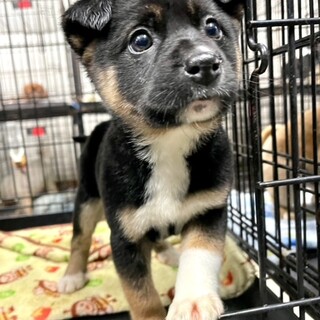 23-W27　可愛すぎる赤ちゃんワンコ♪