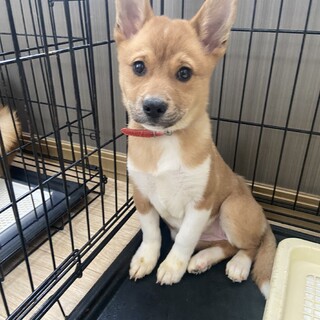 募集停止します。