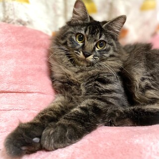 呑気な甘えん坊☆長毛男の子