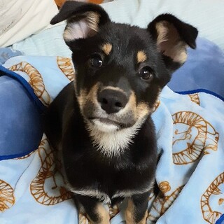 元気いっぱい人懐こい男の子、ジンくん♪