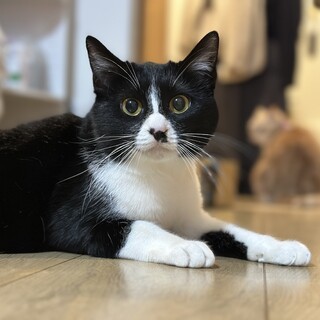猫さん大好き♡黒白ハチワレ「仮名ハチ」