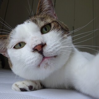 甘えん坊　鋼太郎