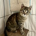秋生まれの姉妹仔猫のシブゑさんの里親さん募集中