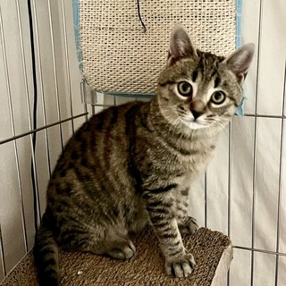 秋生まれの姉妹仔猫のシブゑさんの里親さん募集中