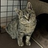 秋生まれの姉妹仔猫のシブゑさんの里親さん募集中 サムネイル2