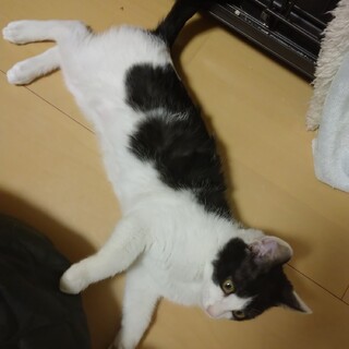 白黒の男の子テン君里親さん募集一時停止