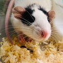 人懐っこい！ファンシーラットのファンファンちゃん