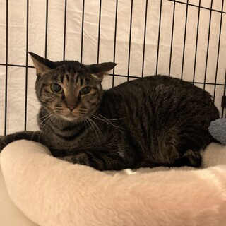 【琥珀】慎重派だけど少しづつ人に慣れてきてます！