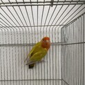 八重桜インコの里親さん募集中