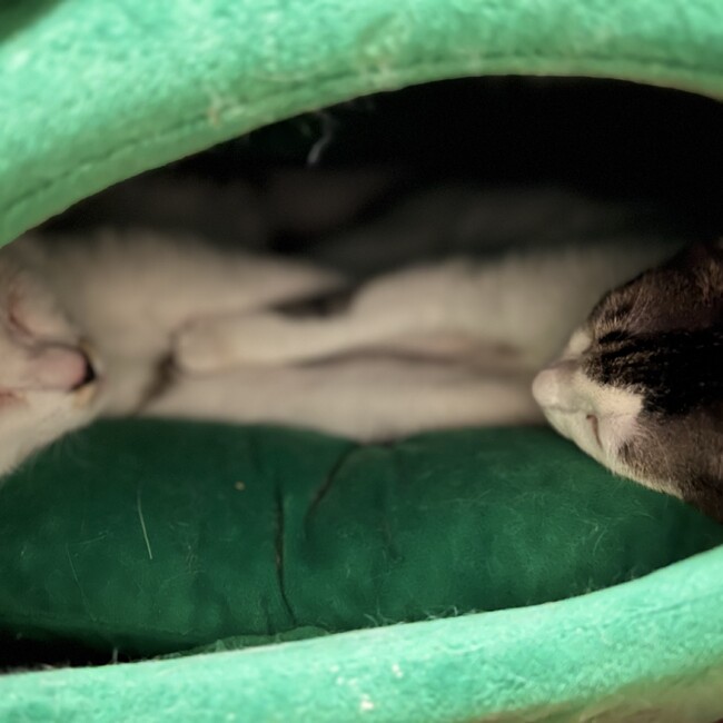 きじとらおそばのカバー写真