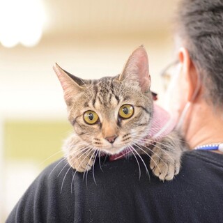 美猫さん「なおチャン」