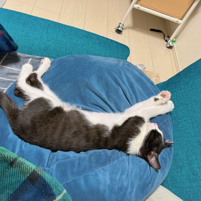 すの。のカバー写真
