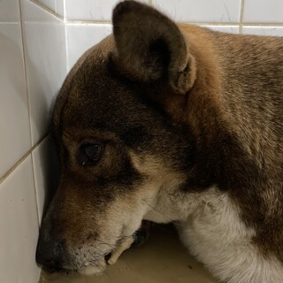 臆病な女の子。センターにおり期限があります！