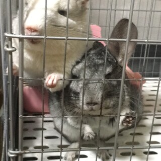 チンチラの親子(ご応募ありがとうございました
