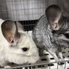 チンチラの親子(ご応募ありがとうございました サムネイル2