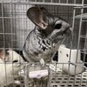 チンチラの親子(ご応募ありがとうございました サムネイル3