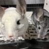 チンチラの親子(ご応募ありがとうございました サムネイル4