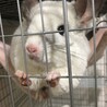 チンチラの親子(ご応募ありがとうございました サムネイル5