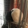 チンチラの親子(ご応募ありがとうございました サムネイル6