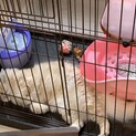 至急！里親募集します！