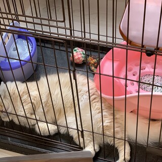 至急！里親募集します！