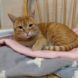 猫が大好きなラムちゃん♪