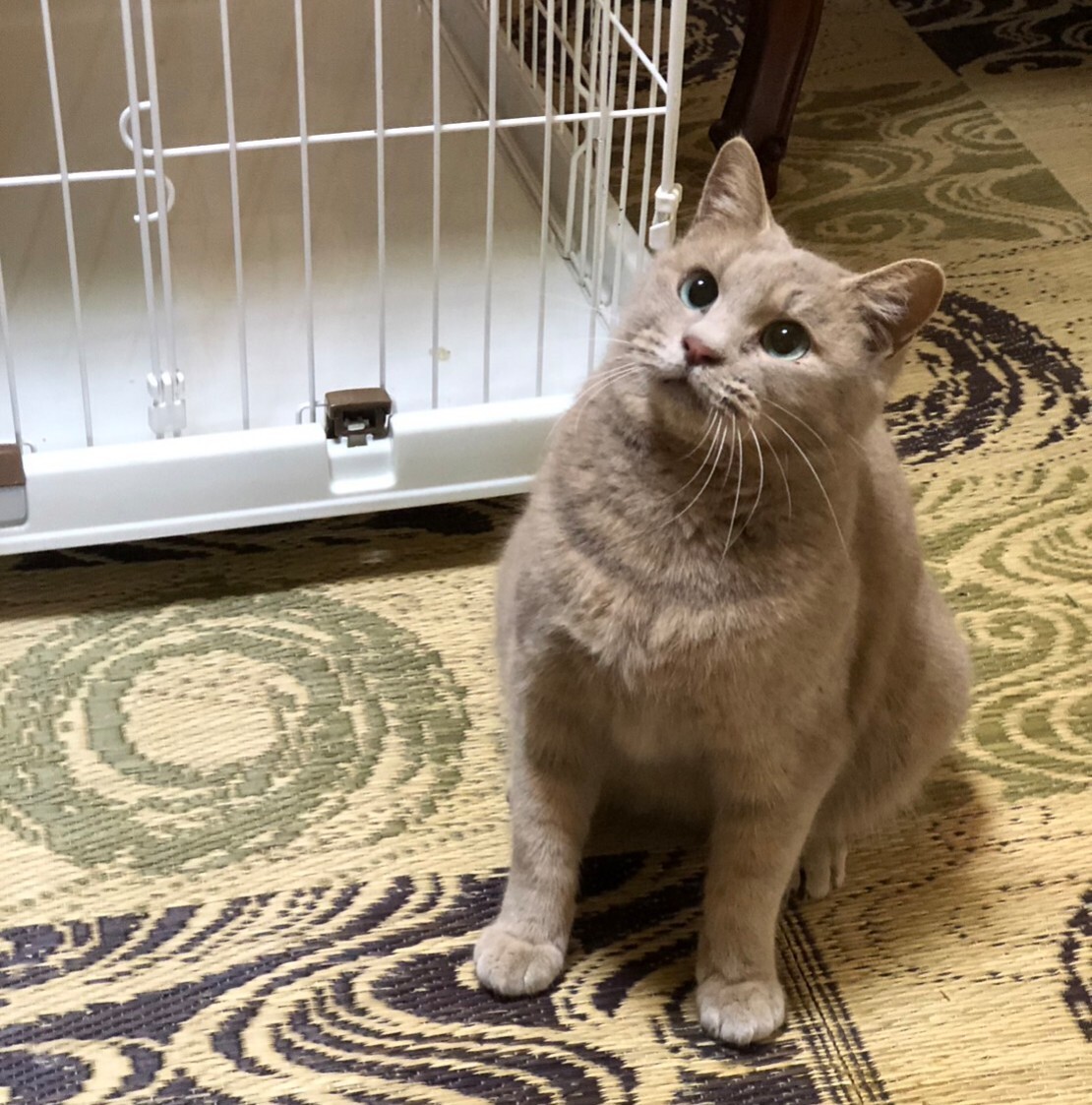 唯一無二の猫 サムネイル2