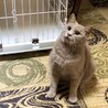 唯一無二の猫 サムネイル2