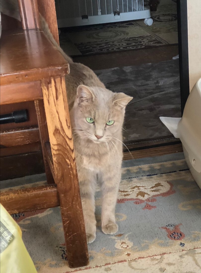 唯一無二の猫 サムネイル3