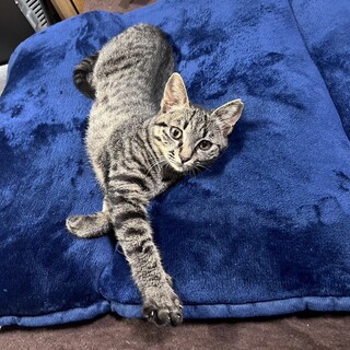 可愛いいキジ猫ちゃん❣️5〜6か月