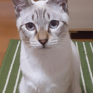 スリスリの甘えん坊くんです