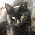 （里親様決まりました）可愛い黒猫女の子