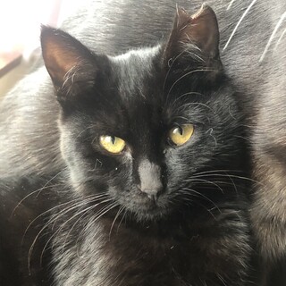 （里親様決まりました）可愛い黒猫女の子