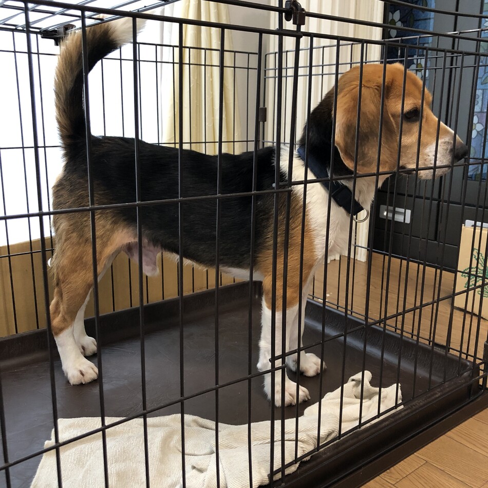 コロのカバー写真