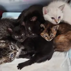 子猫たくさん里親会！ サムネイル2