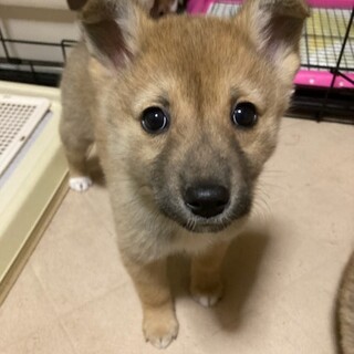 “てん” 女の子