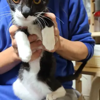 超優しい性格の白黒の女の子