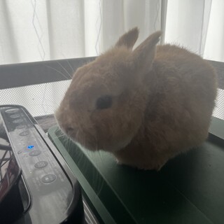 ネザーランドドワーフラビット