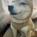 小さな成犬くんの優しい家族を探しています