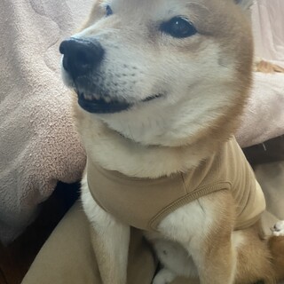 小さな成犬くんの優しい家族を探しています