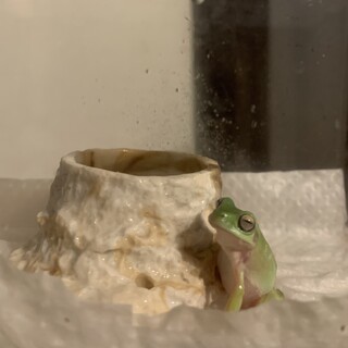 イエアメガエル　ノーマル