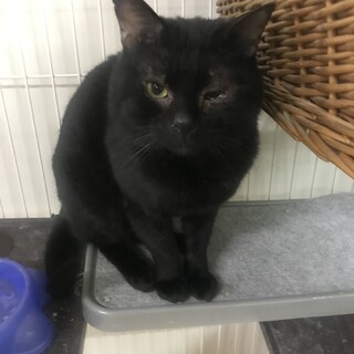 黒猫　オス　3才　去勢済み
