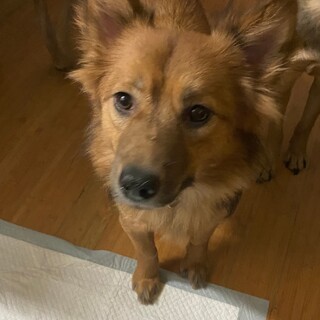 小柄な茶々丸の優しい家族を探しています