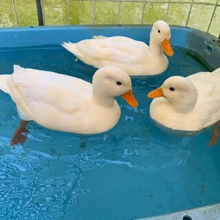 コールダック雄3羽、メス1羽、ホワイトカラー