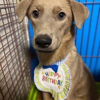 洋犬風アッシュの優しい家族を探しています