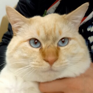 幸せ待ってる♥青い瞳の超甘えんぼ♥おかわり君