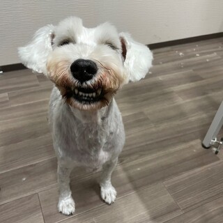 悲しい過去＊満身の笑みの白シュナの女の子